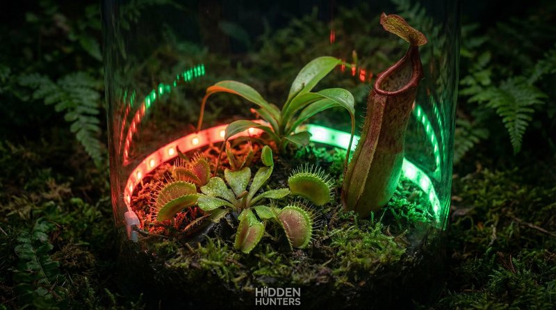 蜜芽植物视频-食虫植物微距视频拍摄